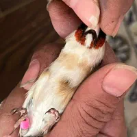 جوجه سهره چونه سفید