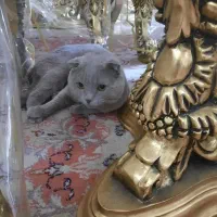 گربه اسکاتیش نر|گربه|ارومیه, |دیوار