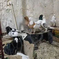 فروش کبوتر رنگی و نقش