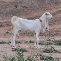 بز گلابی یا پاکستانی