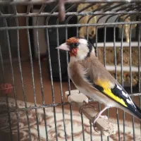 سهره نر جفتی پارسال|پرنده|اندیشه, شهرک مریم|دیوار