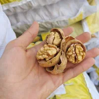 گردو پوست کاغذی