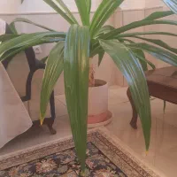 گل زیبا و سرحال|گل و گیاه طبیعی|نیشابور, مازول|دیوار