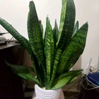 گیاه  طبیعی