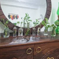 پرورش گل های پتوس