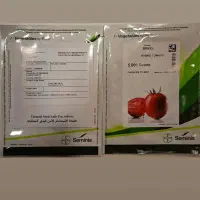بذرگوجه برنتا&۸۳۲۰،بدرو،بریویو،فلف دلمه وغیره|خدمات باغبانی و درختکاری|تهران, هاشمی|دیوار