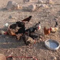فروش خروس ومرغ