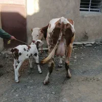 گاو مونت بیلیارد