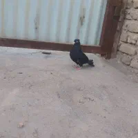 زاغ آبادانی ماده کلایی معاوضه با جفت کفتر