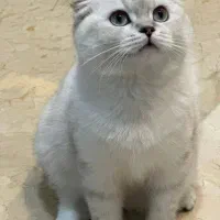 بریتش اسکاتیش اصیل