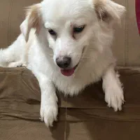 پامر اشپیتز