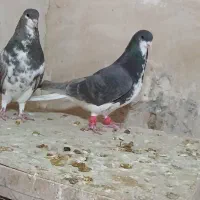 کفتر شهری قهوه|پرنده|شیراز, کفترک|دیوار