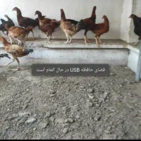 ۲۷ مرغ خروس نیمچه جوجه لاری|حیوانات مزرعه|بندرعباس, |دیوار