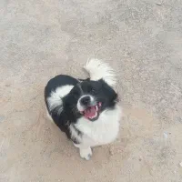 سگ برای فروش