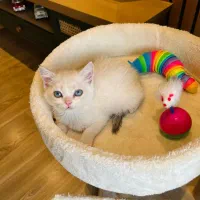 گربه خاص چشم آبی بلوپوینت