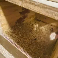 طوطی عروس|پرنده|رامهرمز, |دیوار