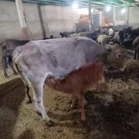 گاو محلی جوان با گوساله نر سالم|حیوانات مزرعه|پاپی, |دیوار