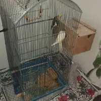 عروس هلندی باجفت جوجه دون خور