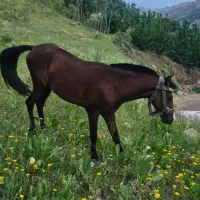 اسب اخته با لوازم