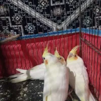 عروس|پرنده|سیرجان, |دیوار