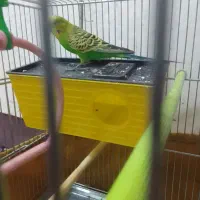 مرغ عشق نر|پرنده|کرمانشاه, |دیوار