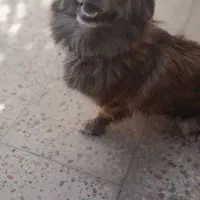 سگ.|سگ|مرودشت, ابوذر شمالی‎|دیوار