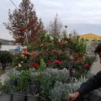 خدمات باغبانی عمو عباس در تمام نقاط تهران