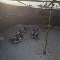 فروش فوری کبوتر تهرانی به صورت تکی و عمده