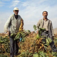 چغندر قندجوین|خدمات باغبانی و درختکاری|نیشابور, شهرک فیروزه|دیوار