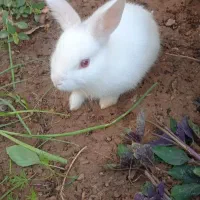 بچه خرگوش اهلی