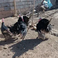 بوقلمون. نر|حیوانات مزرعه|باسمنج, |دیوار