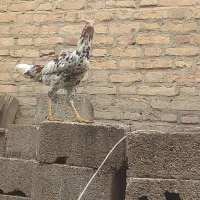 مرغ و خروس محلی