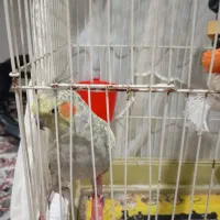 یک عدد عروس ماده ب همراه قفس و تاب