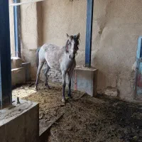 مادیان 20ماه فروشی