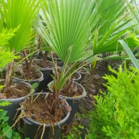 پالم واشنگتن خوشگل وسرحال|گل و گیاه طبیعی|کلاچای, |دیوار