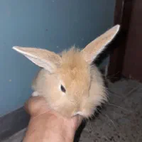 خرگوش لوپ|موش و خرگوش|خورموج, |دیوار