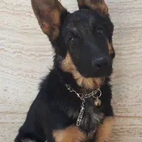 سگ ژرمن شپرد نر ۸ ماهه