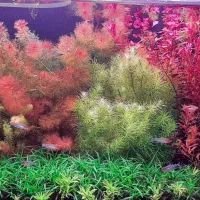 گیاه پلنت خانگی با بهترین کیفیت|ماهی|اصفهان, پروین|دیوار