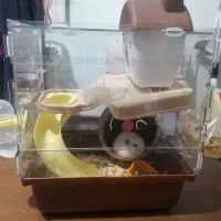 همستر مینیاتوری