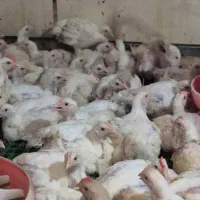 مرغ گوشتی ارگانیک