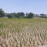 زمین-کشاورزی