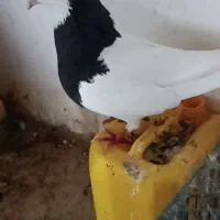 کبوتر طوقی نر