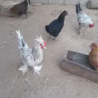 حیوانات مزرعه|حیوانات مزرعه|سوق, |دیوار