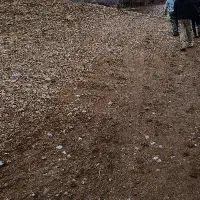 سگ پژدر ماده