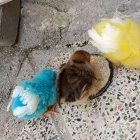 جوجه رنگی ورسمی