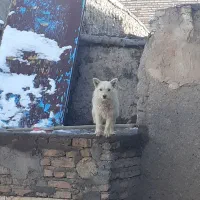 توله سرابی|سگ|سراب, |دیوار