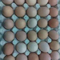 به یک نفر راننده جهت پخش تخم مرغ نیازمندیم