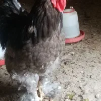 چندتا خروس برهما لایت فروشی|حیوانات مزرعه|مشگین شهر, |دیوار