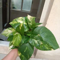 انواع پتوس.برگ پهن(*)