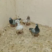 کبوتر سرور سبز سار پولکی جفت|پرنده|گلبهار, بیزکی|دیوار